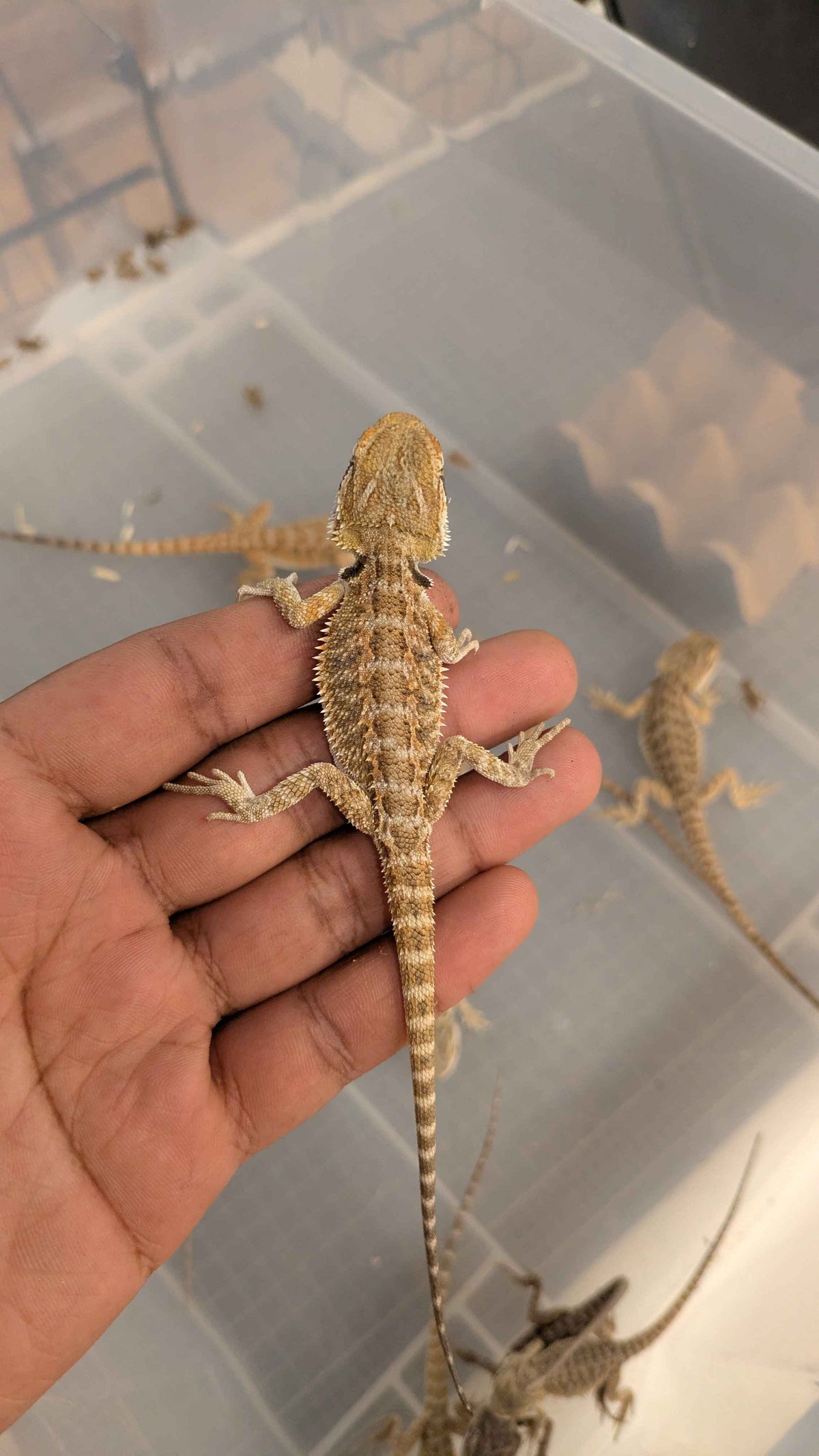 Central Bearded Dragon (Pogona vitticeps)-thumbmail-4