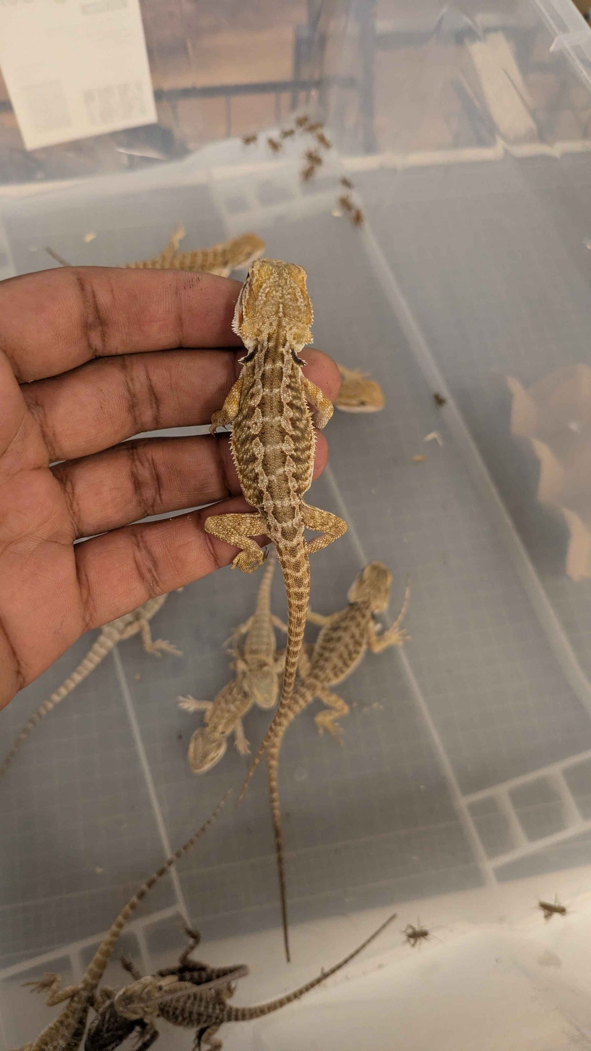 Central Bearded Dragon (Pogona vitticeps)-thumbmail-3