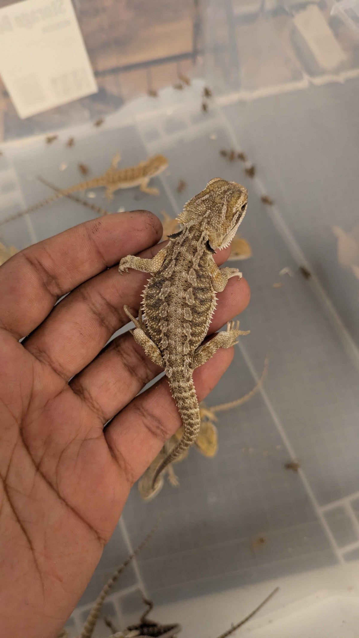 Central Bearded Dragon (Pogona vitticeps)-thumbmail-6