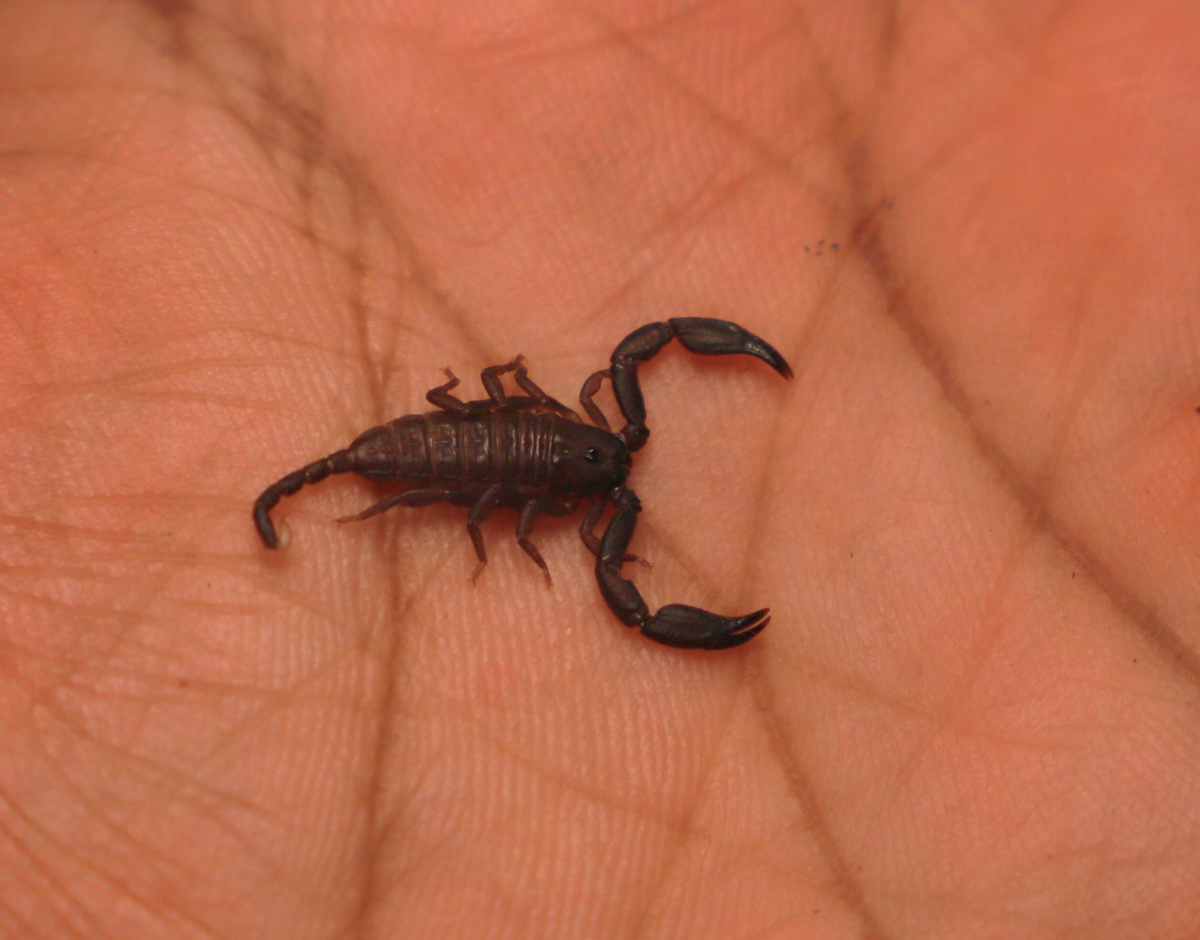 Australian Rainforest Scorpion (Hormurus Sp.)-thumbmail-2
