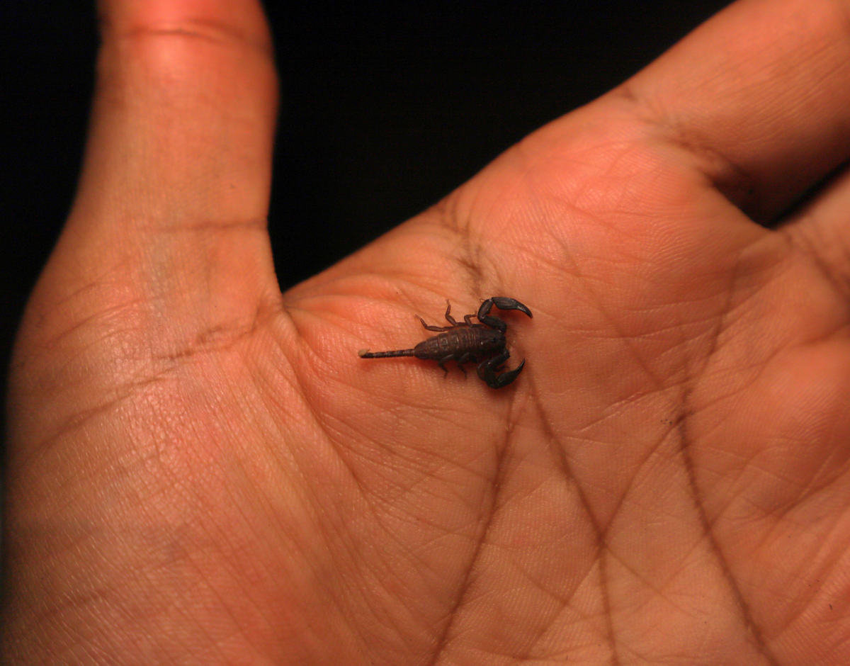 Australian Rainforest Scorpion (Hormurus Sp.)
