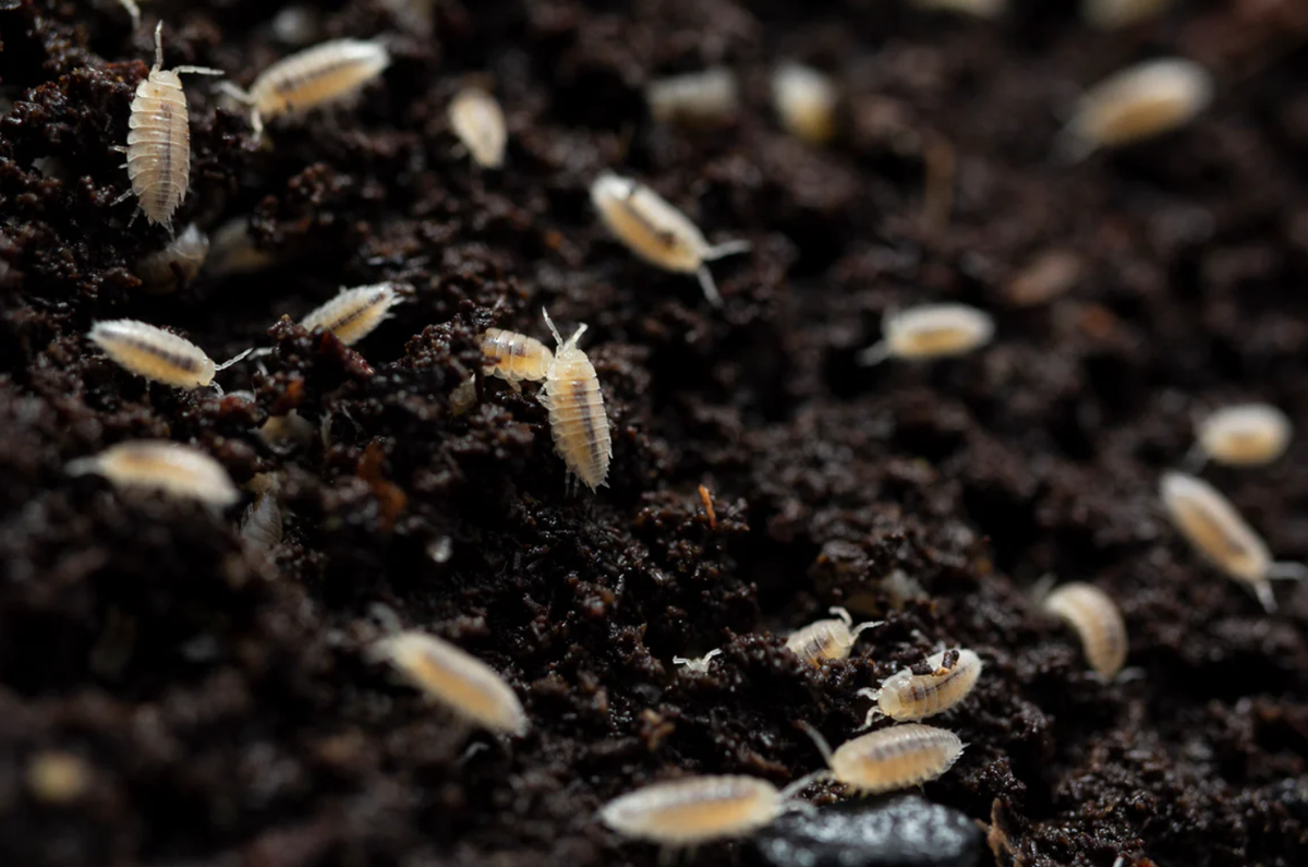 Dwarf White Isopod (Trichorhina tormentosa)