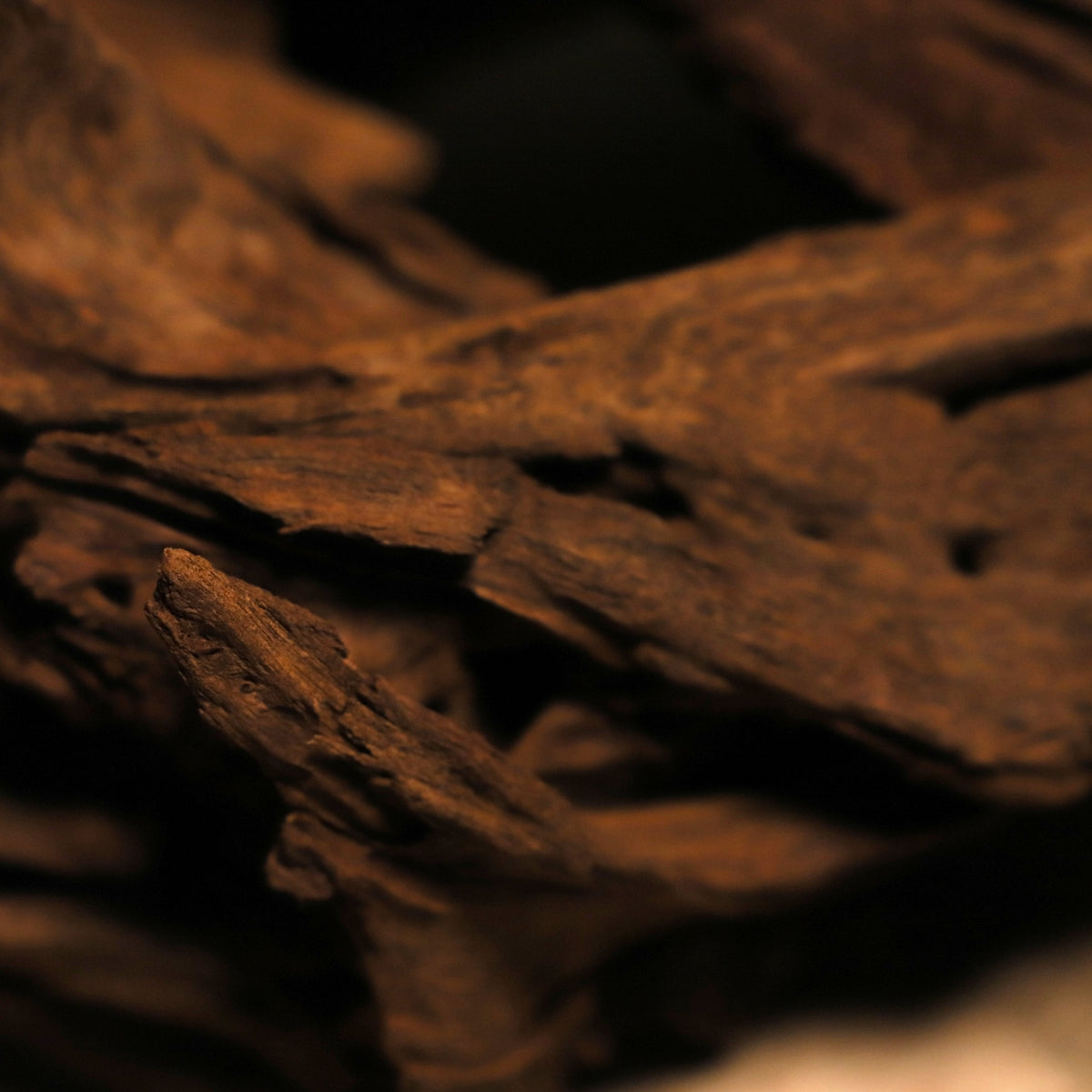Malaysian Driftwood
