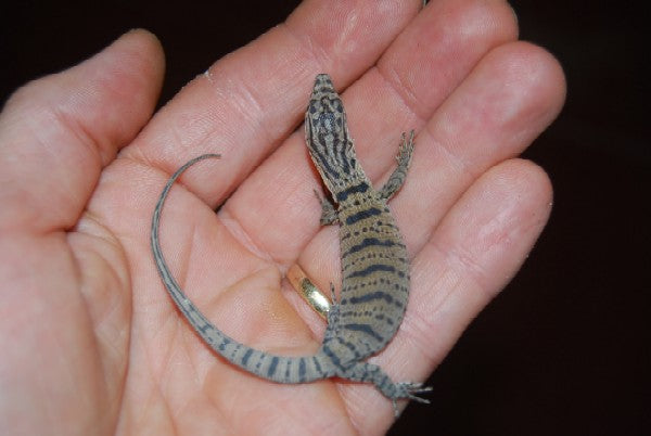 Gillens Monitor/Pygmy Mulga Monitor (Varanus gilleni)
