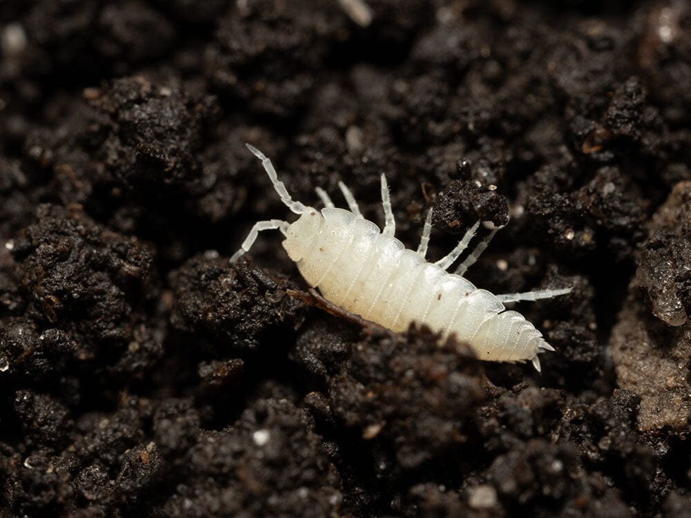 Dwarf White Isopod (Trichorhina tormentosa)-thumbmail-2