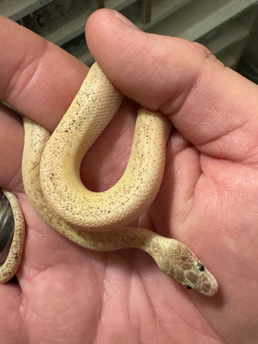 Marbled Childrens Python (Antaresia childreni)