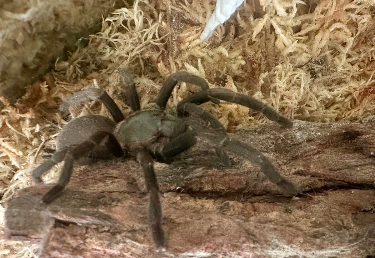 Australian Nunn's Birdeater (Phlogius sp. "Rockhampton")-thumbmail-2