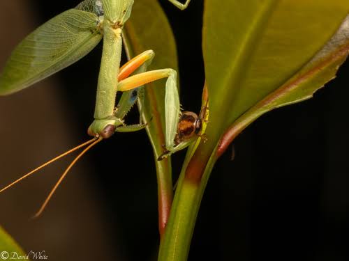 Australian Garden Mantis (Orthodera ministralis)-thumbmail-2