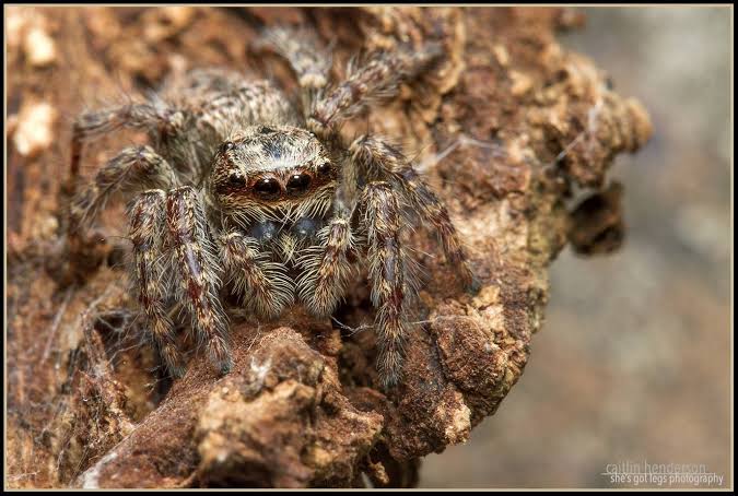 Giant Bark Jumping Spider (Servaea incana)-thumbmail-2