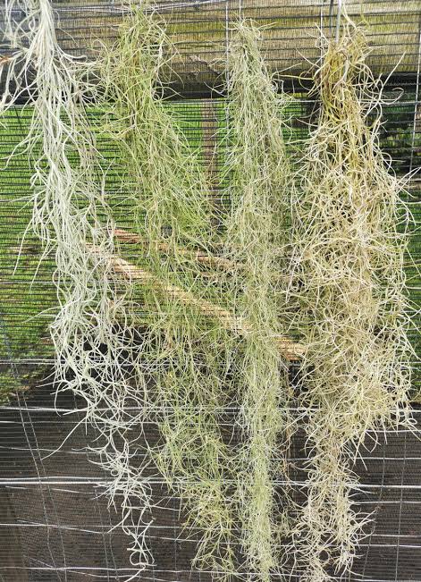 Spanish Moss (Tillandsia usneoides)