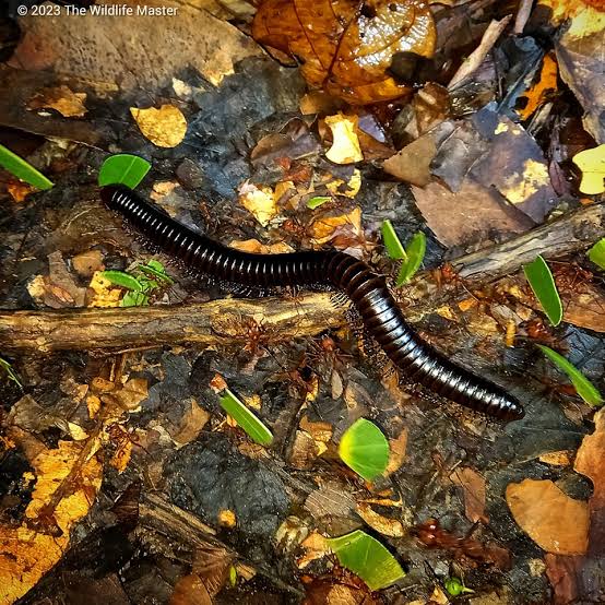 Round-backed Millipedes (Juliformia sp.)