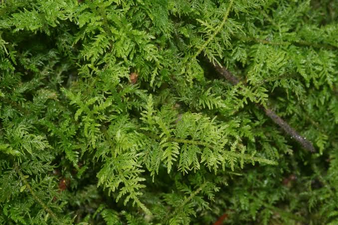 Fern Moss (Thuidium delicatulum)