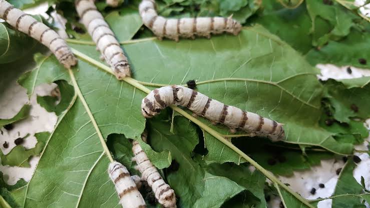 Feeder Silkworms (Bombyx mori)