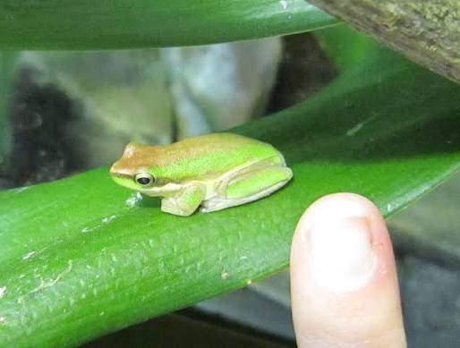 Eastern Sedge Frog (Drymomantis fallax)