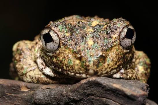 Peron's Tree Frog (Litoria Peronii)-thumbmail-3