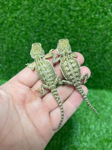 Pygmy Bearded Dragon (Pogona henrylawsoni)