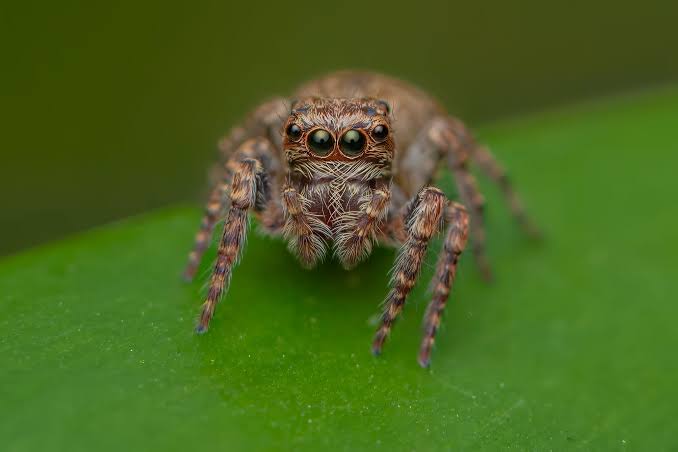 Giant Bark Jumping Spider (Servaea incana)