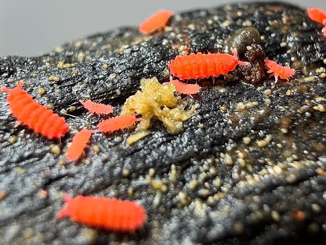 Red Springtail Cultures (Neanuridae sp.)
