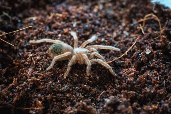 Australian Nunn's Birdeater (Phlogius sp. "Rockhampton")
