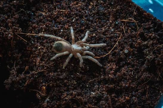 Australian Nunn's Birdeater (Phlogius sp. "Rockhampton")-thumbmail-3