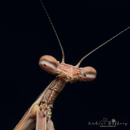 Bunny Mantis (Archimantis latistyla)