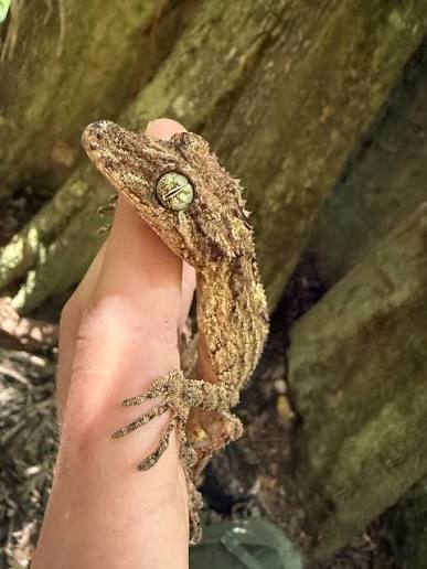 Leaf Tailed Gecko (Saltuarius swaini)-thumbmail-3