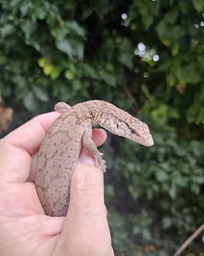 Gillens Monitor/Pygmy Mulga Monitor (Varanus gilleni)-thumbmail-2