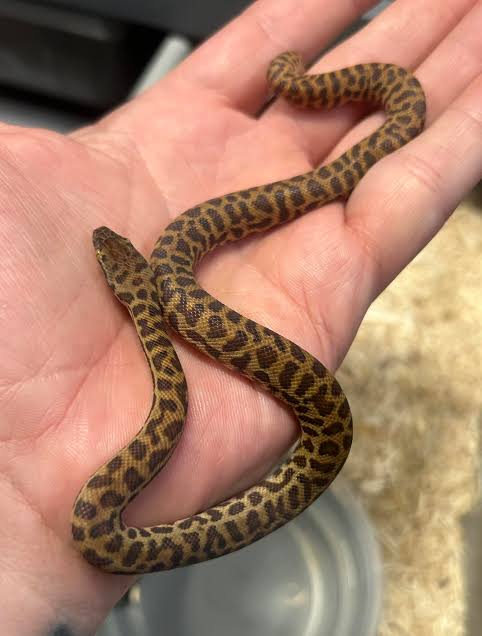 Stimsons Python (Antaresia stimsoni)