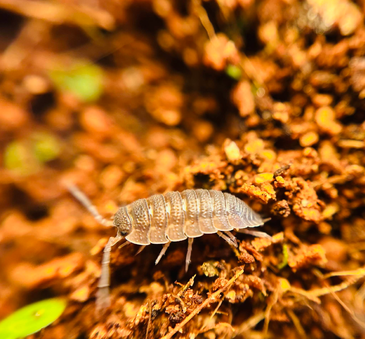 Valerie Constance - Assorted Isopods