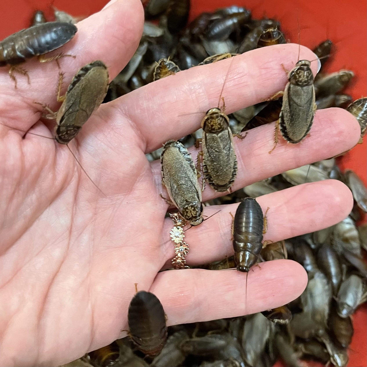 Feeder Woodies (Nauphoeta cinerea)-thumbmail-2