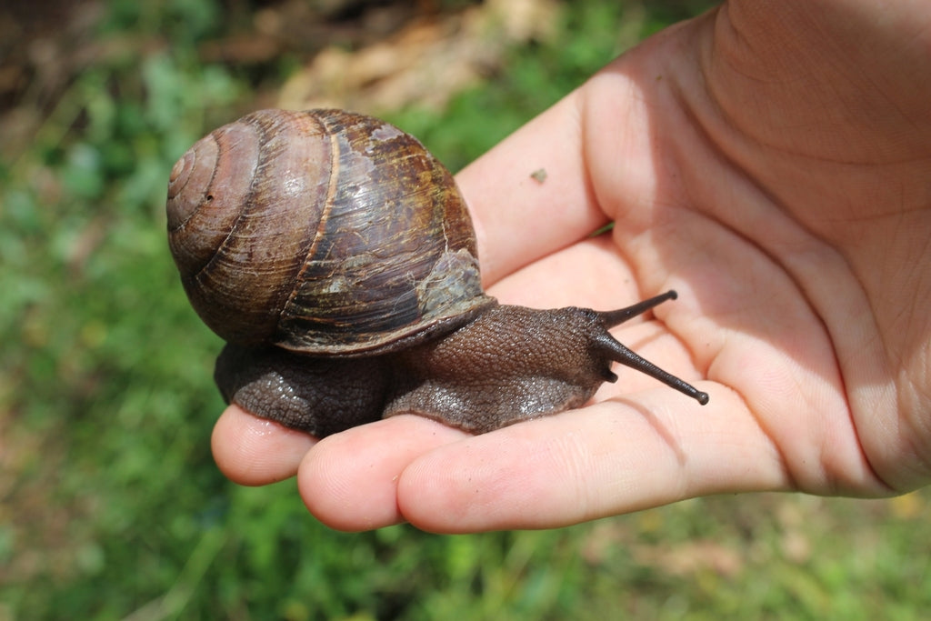 Fraser's Banded Snail (Sphaerospira fraseri)