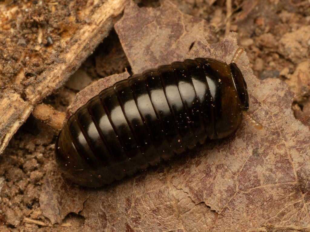 Giant Pill Millipede (Spaerotheriida sp.)