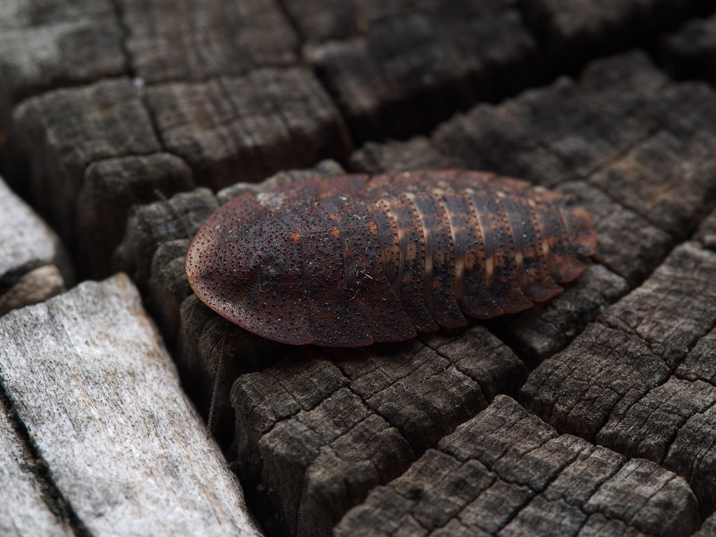 Trilobite Roach (Laxta sp.)-thumbmail-2