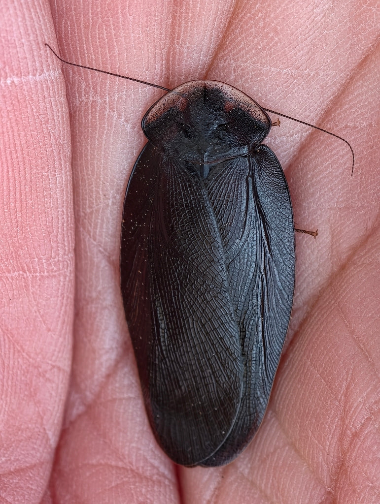 Trilobite Roach (Laxta sp.)