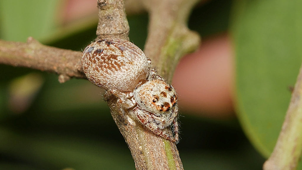 Cyclops Jumping Spiders (Opisthoncus sp.)