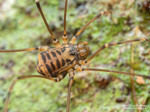 Assamiid Harvestmen (Assamiidae sp.)-thumbmail-2