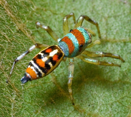 Northern Queensland Rainbow Jumping Spiders (Cosmophasis micariodes)