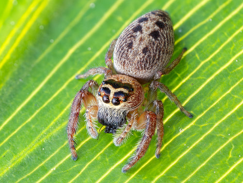 Cyclops Jumping Spiders (Opisthoncus sp.)-thumbmail-2