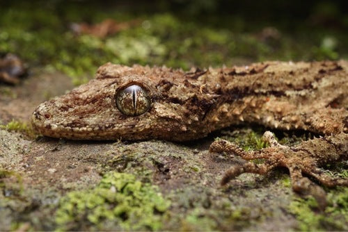 Leaf Tailed Gecko (Saltuarius swaini)-thumbmail-2