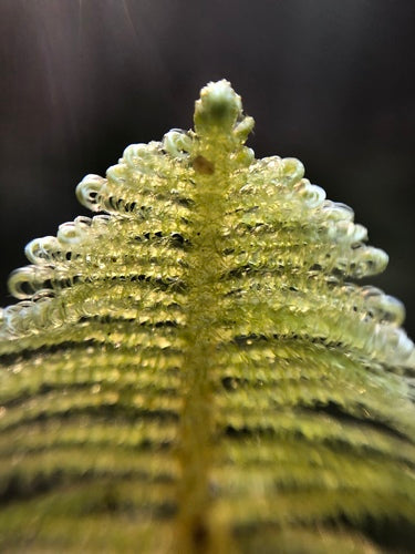 Feather Moss / Ostrich-plume Moss (Ptilium crista-castrensis)-thumbmail-2