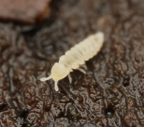 Plump White Springtail (Onychiurinae sp.)-thumbmail-2