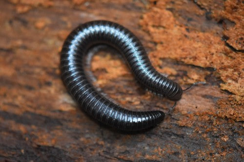 Round-backed Millipedes (Juliformia sp.)-thumbmail-2