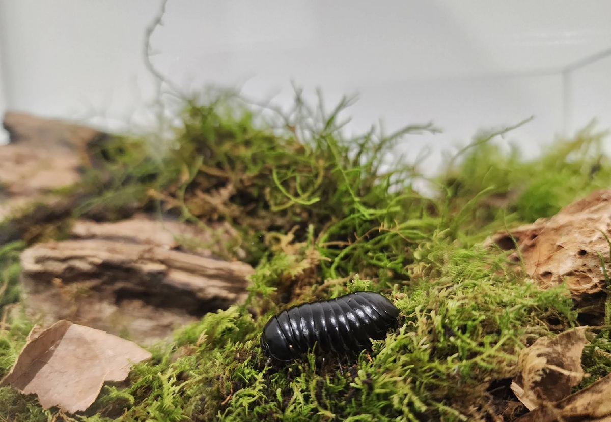 Vito Harliyanto  - Giant Pill Millipede