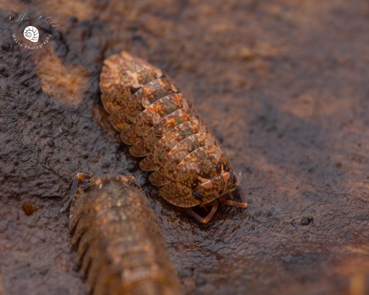 Orange Marmorated Isopod (Cubaris sp.marmorata "Rusted Orange")