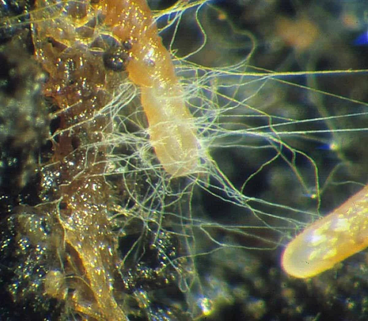 Mycorrhizal Fungi (Arbuscular mycorrhizae) - 50g
