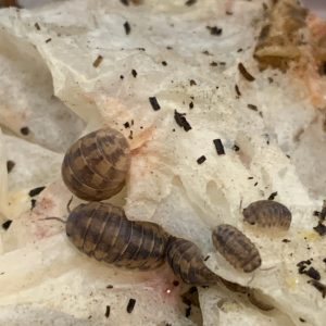 Black & Yellow Spheric Pill Isopod (Cubaris sp.nigroflava)