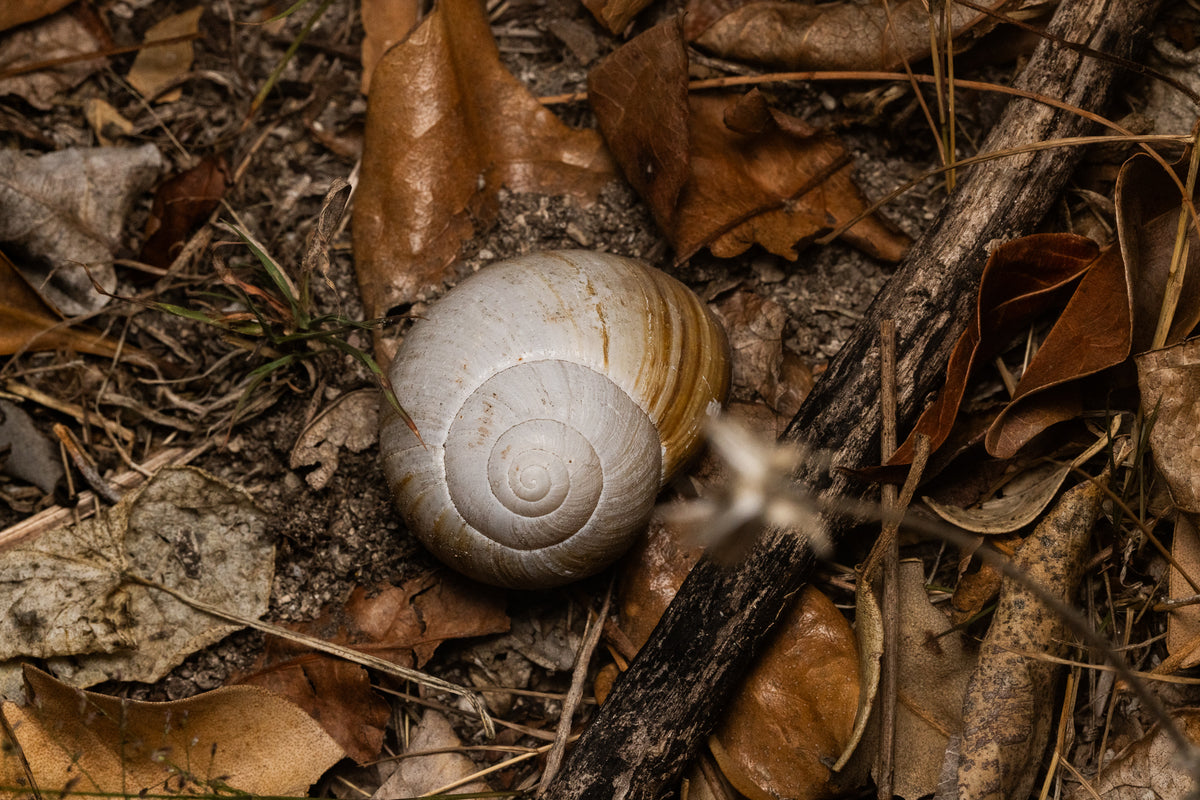 Chillagoe Melon Snail (Xanthomelon saginatum)