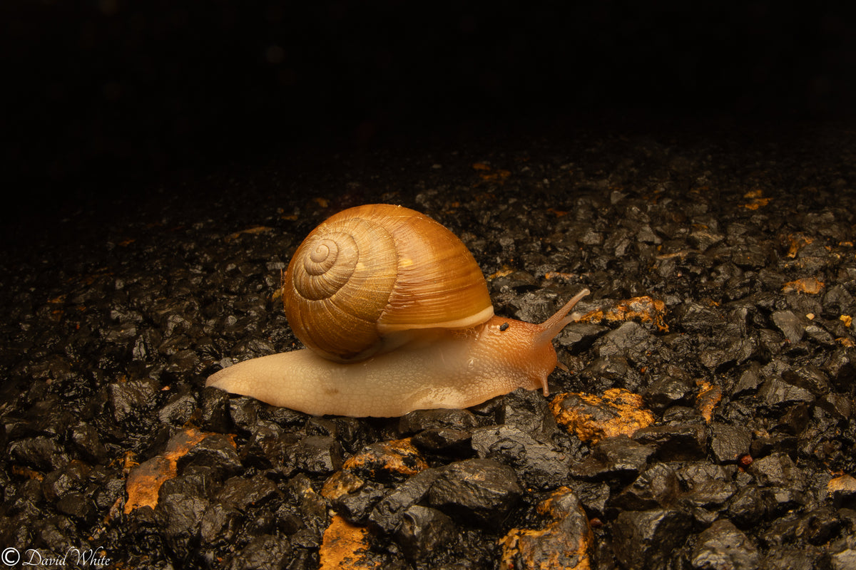 Chillagoe Melon Snail (Xanthomelon saginatum)