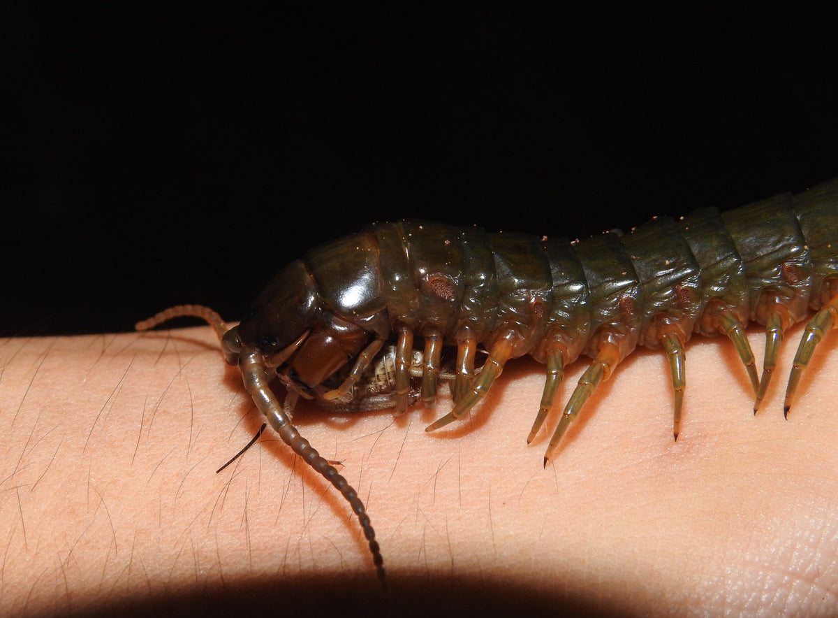 Giant Australasian Centipede (Ethmostigmus rubripes)-thumbmail-3