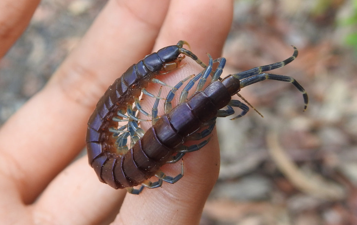 Blue Legged Centipede (Rhysida nuda)-thumbmail-2